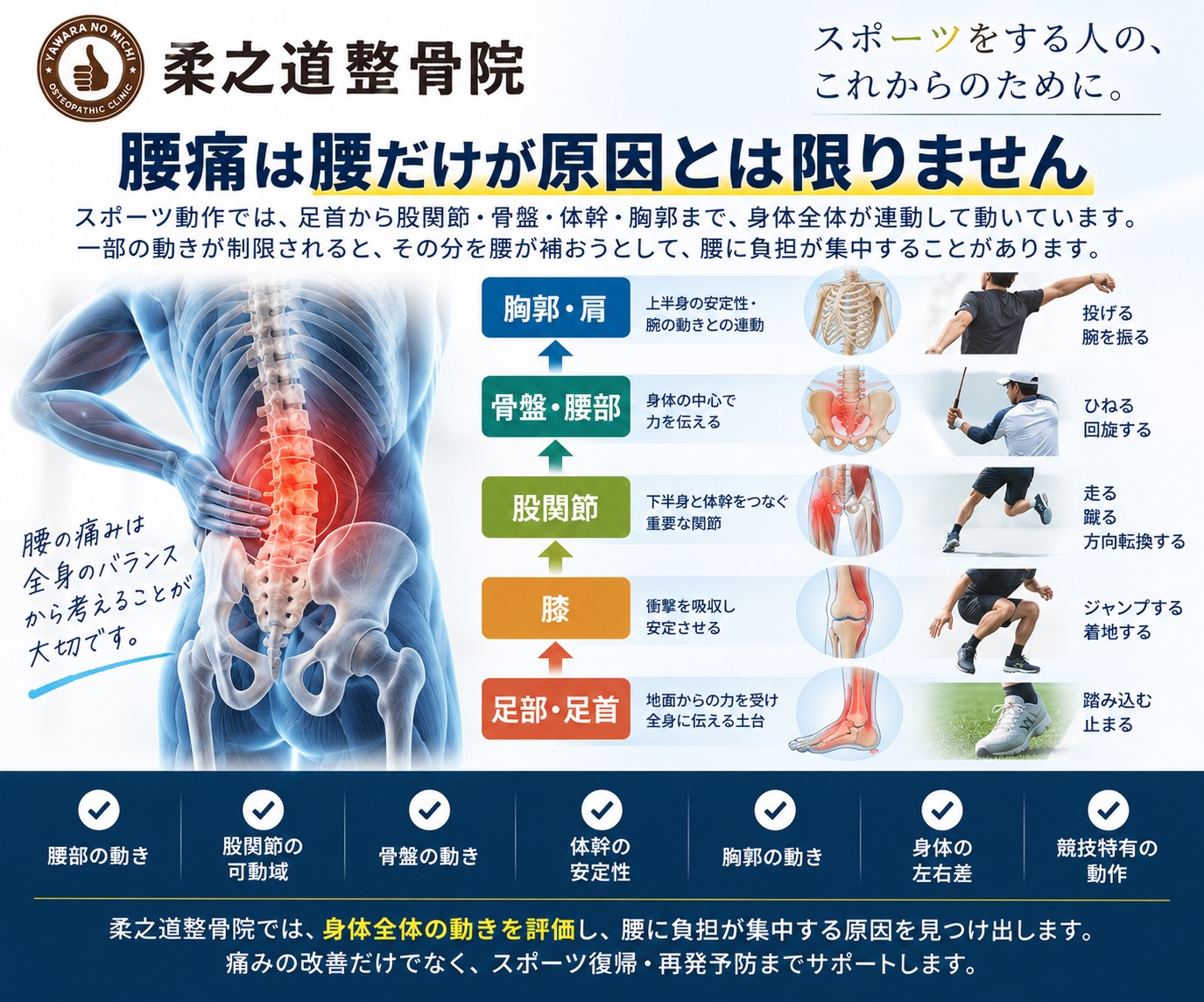 腰痛と股関節・骨盤・体幹・胸郭の運動連鎖